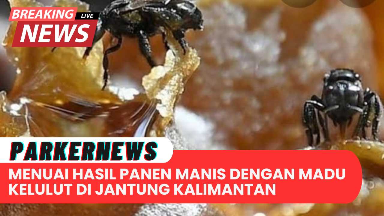 Menuai Hasil Panen Manis Dengan Madu Kelulut Di Jantung Kalimantan