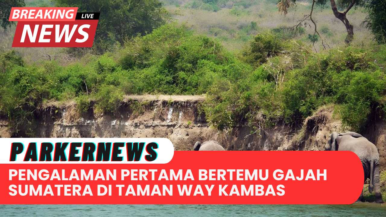 Pengalaman Pertama Bertemu Gajah Sumatera di Taman Nasional Way Kambas