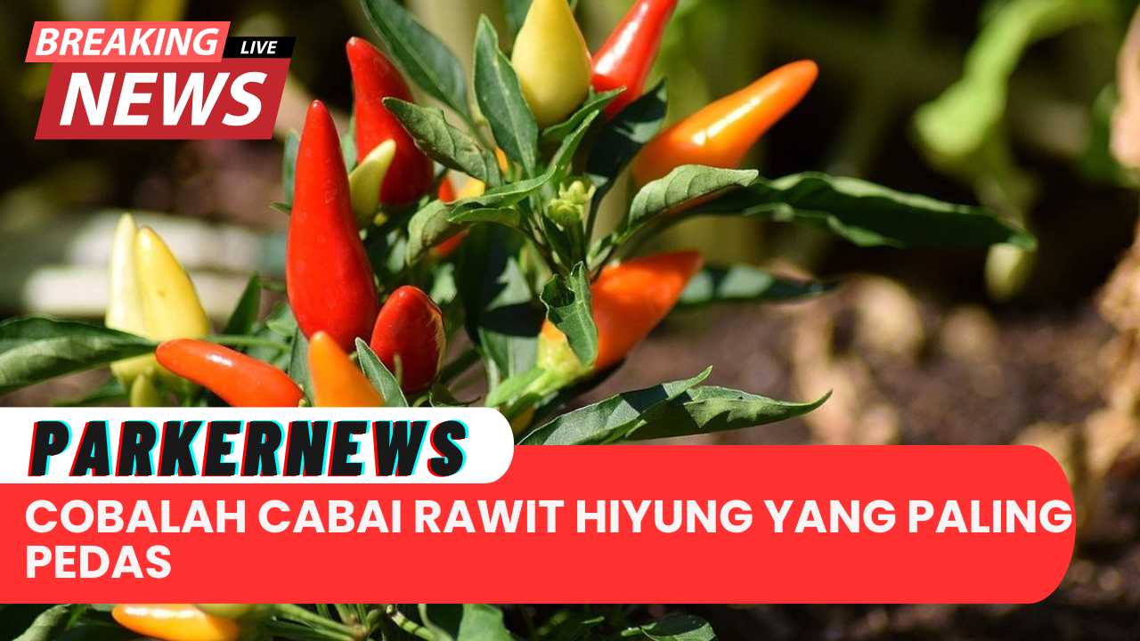 Pecinta Makanan Pedas, Cobalah Cabai Rawit Hiyung yang Paling Pedas